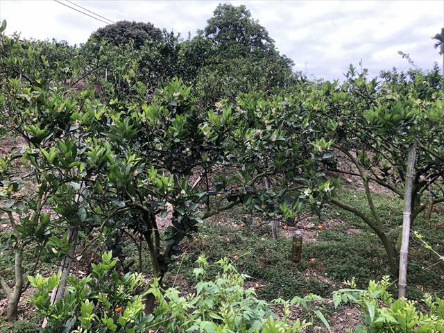 柳橙 產品圖片（圖片編號 866374）