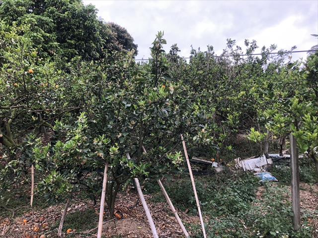柳橙 產品圖片（圖片編號 866375）