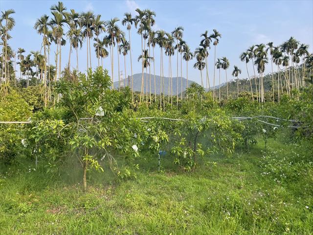 黃金果(黃晶果,加蜜蛋黃果,蜜蛋黃果) 產品圖片（產品編號 648002）