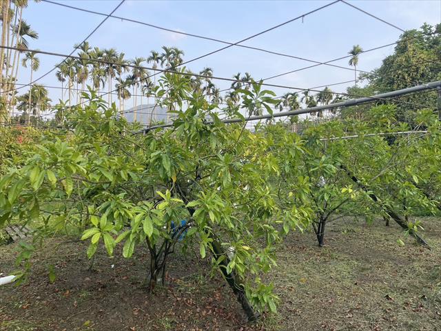 黃金果(黃晶果,加蜜蛋黃果,蜜蛋黃果) 產品圖片（圖片編號 866380）