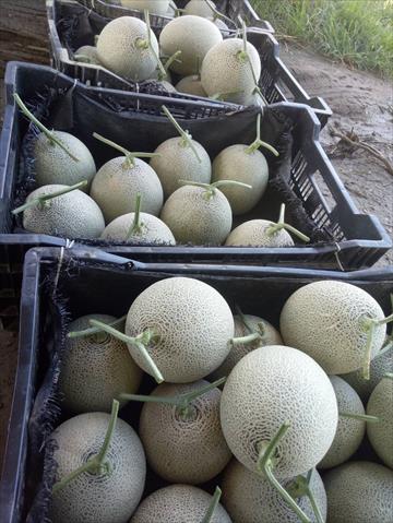 洋香瓜(哈蜜瓜) 產品圖片（圖片編號 866491）