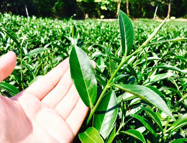 茶製品-茶 產品圖片（產品編號 482265）