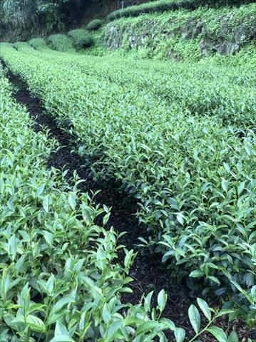 茶製品-茶 產品圖片（圖片編號 867429）