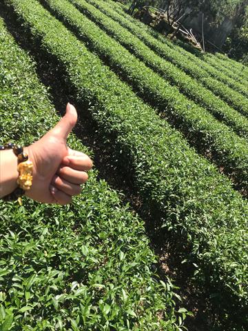 茶製品-茶 產品圖片（圖片編號 867430）
