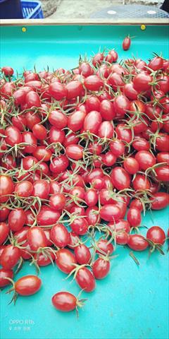 番茄(含小番茄) 產品圖片（產品編號 648816）