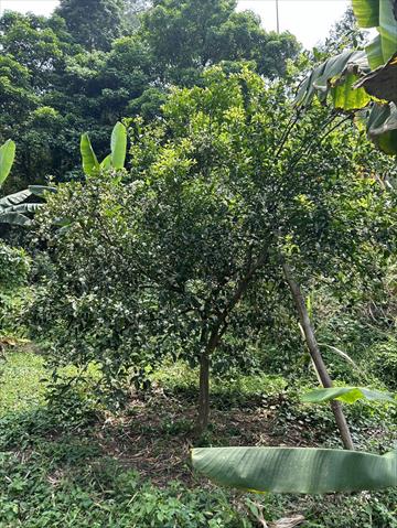 砂糖橘 產品圖片（圖片編號 868042）