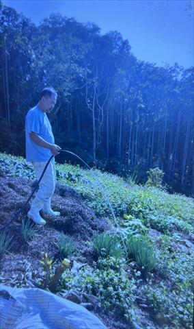 酪梨 產品圖片（圖片編號 868069）