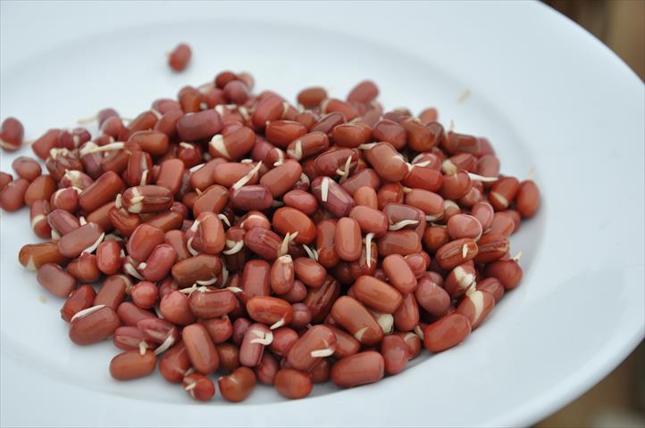 紅豆芽 產品圖片（產品編號 648970）