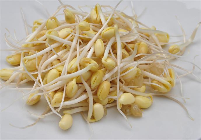 黃豆芽 產品圖片（產品編號 648972）