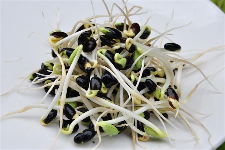 黑豆芽 產品圖片（產品編號 648974）