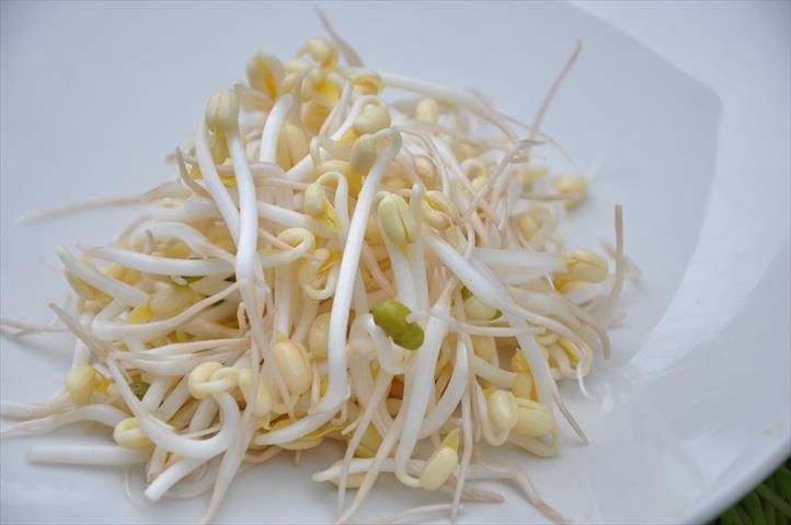 綠豆芽 產品圖片（產品編號 648971）