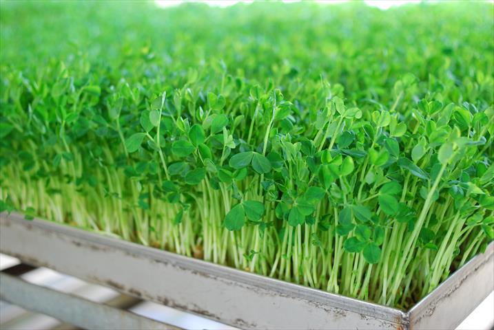 豌豆嬰 產品圖片（產品編號 648973）
