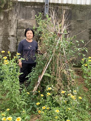甘藍(高麗菜) 產品圖片（圖片編號 868258）