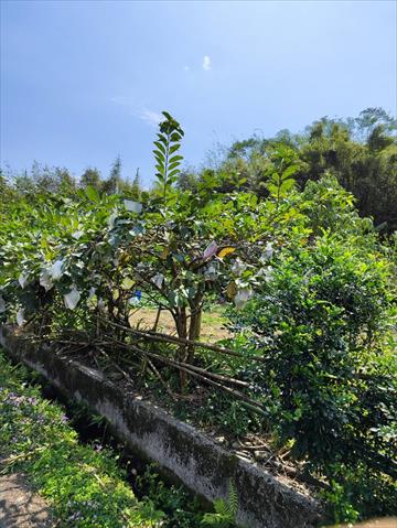 番石榴(芭樂) 產品圖片（產品編號 649256）