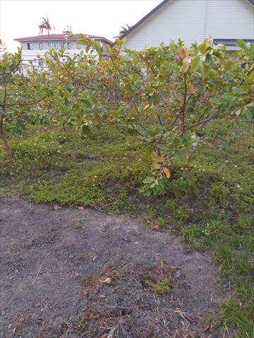 番石榴(芭樂) 產品圖片（產品編號 649280）