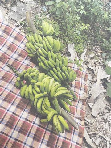 香蕉 產品圖片（圖片編號 869398）