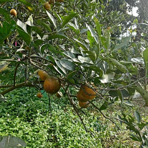 椪柑 產品圖片（圖片編號 869403）