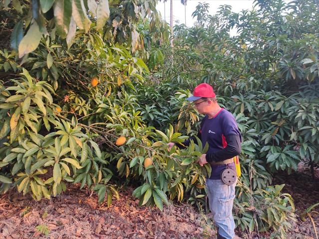 蛋黃果 產品圖片（圖片編號 869607）