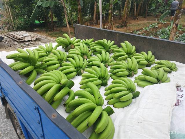 香蕉 產品圖片（產品編號 649771）