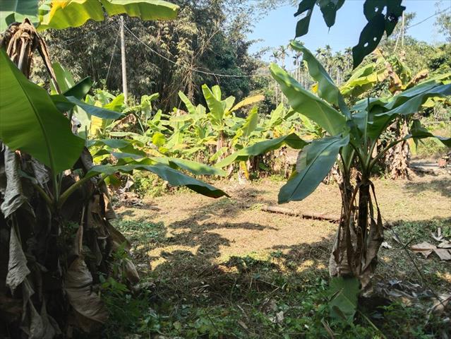 香蕉 產品圖片（圖片編號 870282）