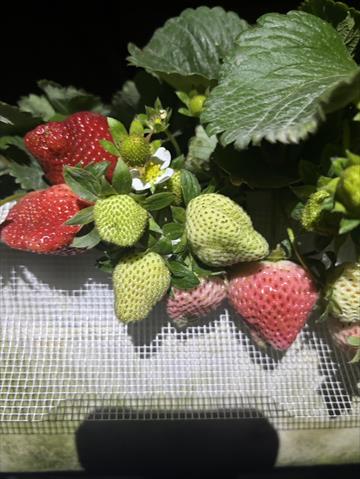 草莓 產品圖片（圖片編號 870465）