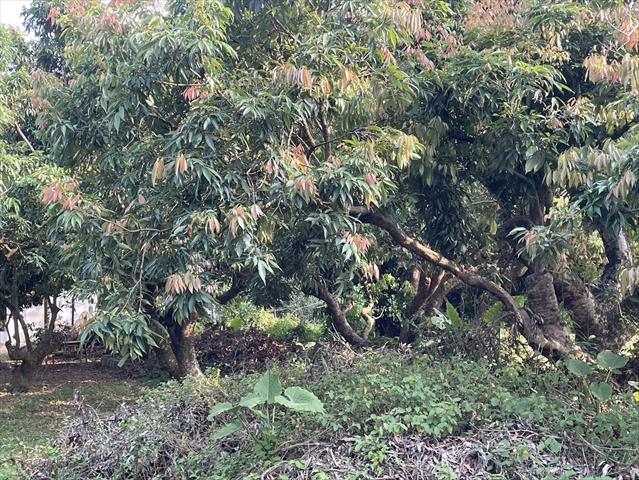 荔枝 產品圖片（圖片編號 870497）