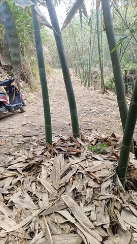 竹筍製品-即食竹筍 產品圖片（圖片編號 870509）