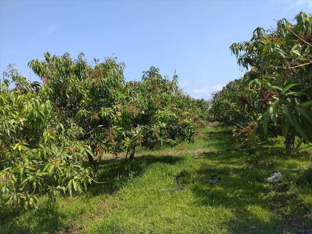 芒果 產品圖片（圖片編號 870525）