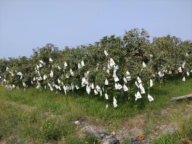 芒果 產品圖片（圖片編號 870526）