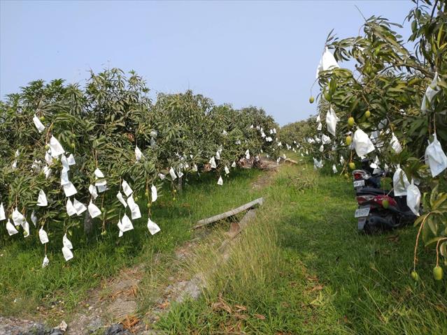 芒果 產品圖片（圖片編號 870527）