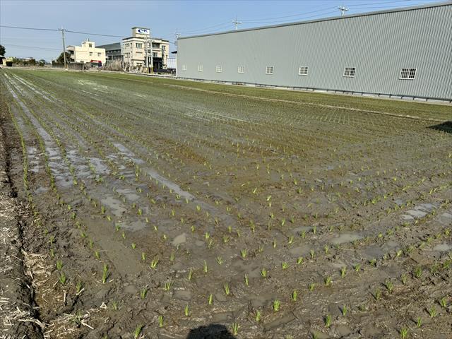 稉稻(白米或黑米) 產品圖片（產品編號 649923）
