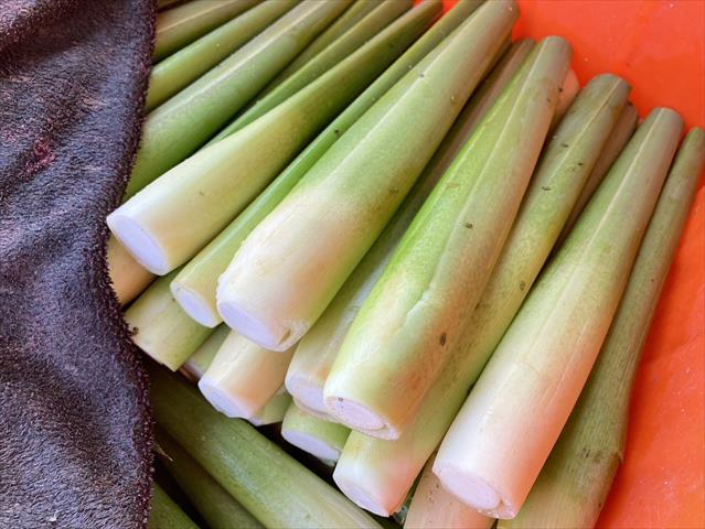 茭白筍 產品圖片（產品編號 650305）