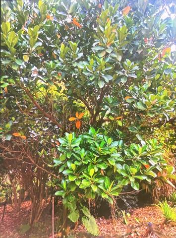 波羅蜜 產品圖片（產品編號 650323）