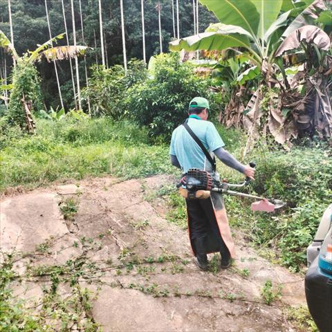 香蕉 產品圖片（圖片編號 871575）