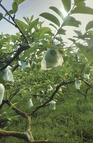 番石榴(芭樂) 產品圖片（產品編號 650334）