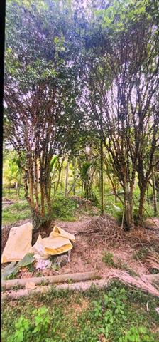 嘉寶果(樹葡萄) 產品圖片（產品編號 650338）