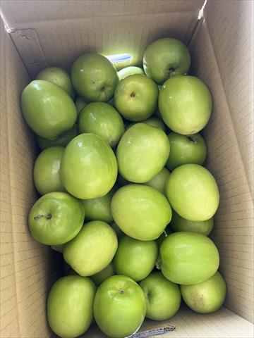 棗 產品圖片（產品編號 650452）