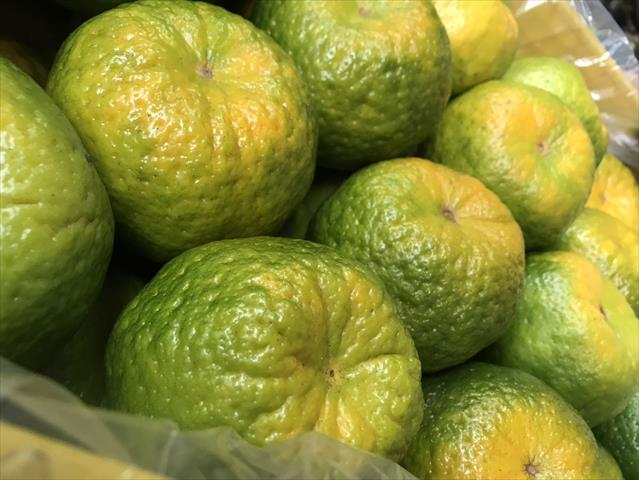 其它柑橘 產品圖片（圖片編號 871919）