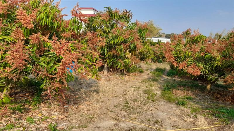 芒果 產品圖片（產品編號 650496）