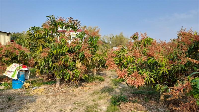 芒果 產品圖片（圖片編號 872050）