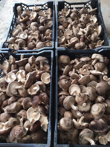 香菇 產品圖片（圖片編號 872401）