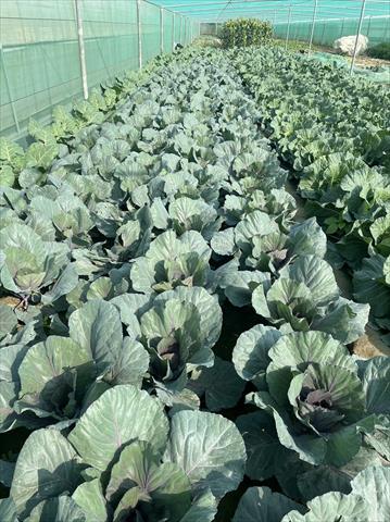 甘藍(高麗菜) 產品圖片（圖片編號 872953）