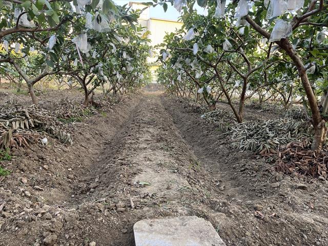 番石榴(芭樂) 產品圖片（產品編號 651074）