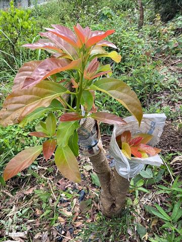 酪梨 產品圖片（圖片編號 873124）