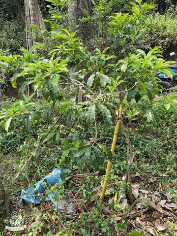 黃金果(黃晶果,加蜜蛋黃果,蜜蛋黃果) 產品圖片（圖片編號 873127）