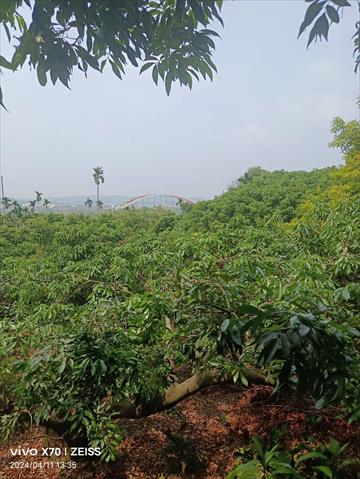 荔枝 產品圖片（圖片編號 873130）