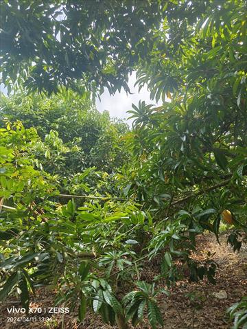 荔枝 產品圖片（圖片編號 873132）