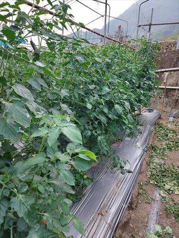 番茄(含小番茄) 產品圖片（圖片編號 873137）