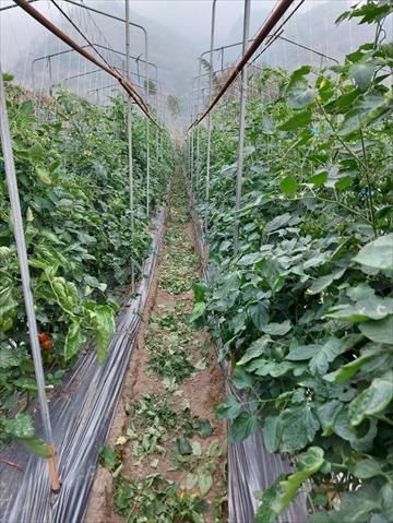 番茄(含小番茄) 產品圖片（圖片編號 873138）
