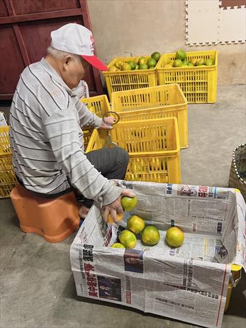 椪柑 產品圖片（產品編號 651121）